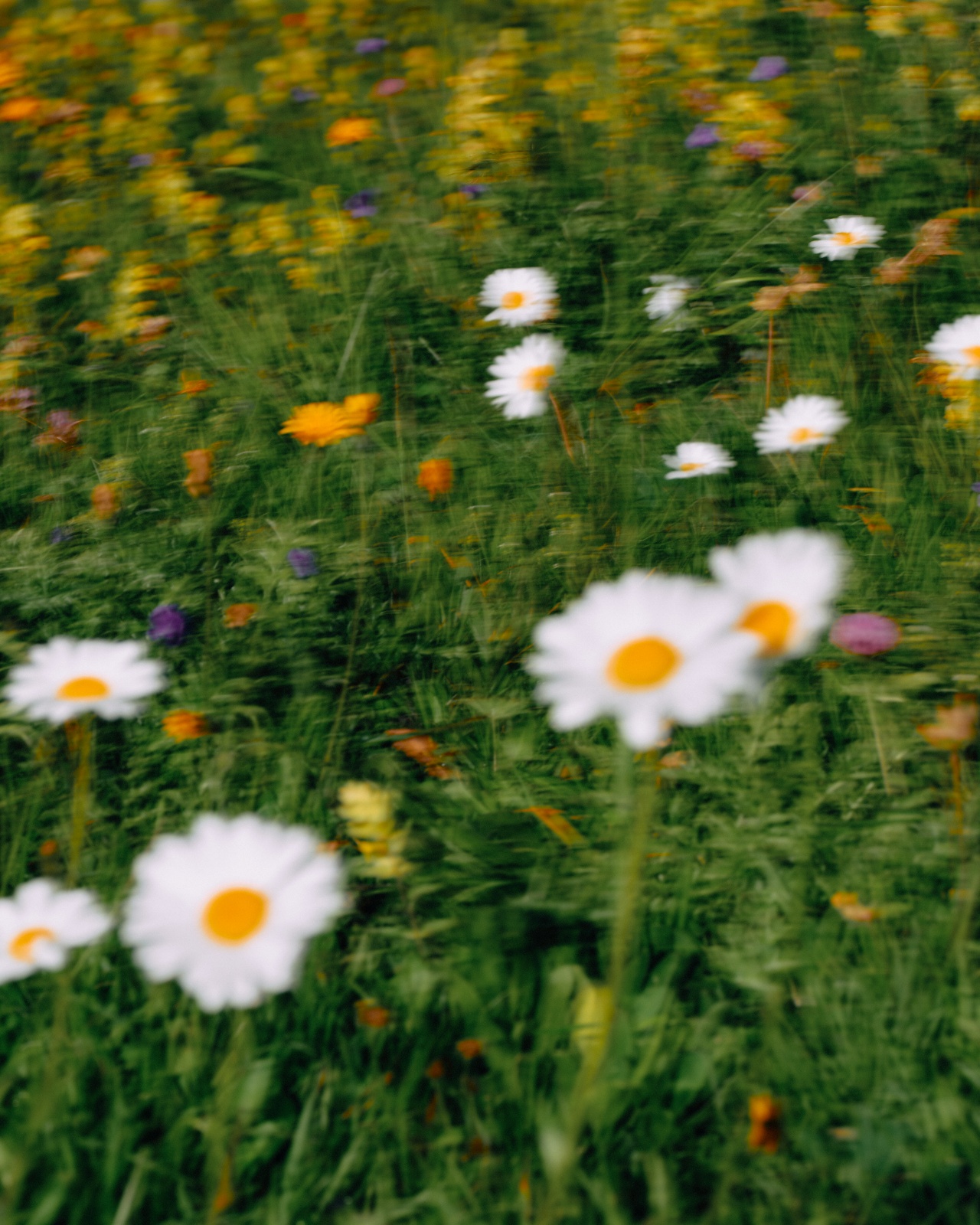 Motion-blurred white and orange wildflowers in a green field